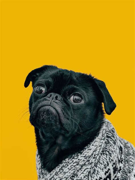 Funny Dog Silly Dog Hd Phone Wallpaper Pxfuel