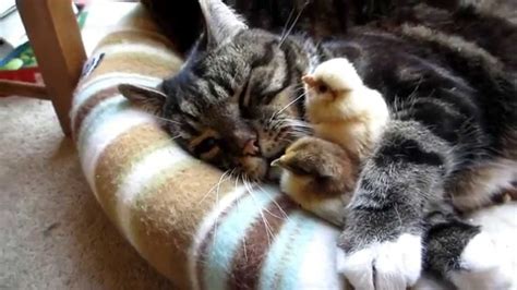 Cats Hug Chicks Youtube