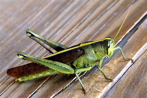 Green Grasshopper Schistocerca Obscura Bugguidenet