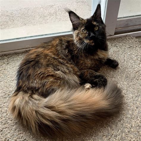 This Is Jill Shes My 7mo Old Maine Coon Tortie Who Has A Glorious
