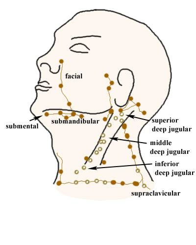 Lymph Node Lymph Massage Lymph Nodes Lymphatic Drainage Massage