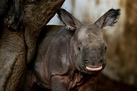 Endangered Indian Rhinoceros Baby Is Born In Polish Zoo