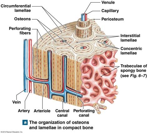 Spongy Bone Containg Red Bone Marrow Human Anatomy And Physiology