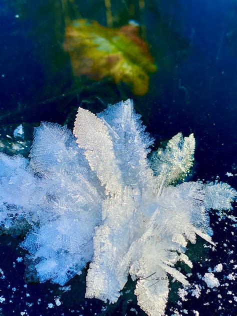 Rare Frost Flowers Have Been Spotted Across Bc Heres How They Are