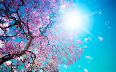 Nature Bloom Beauty Pink Tree Beautiful Tree Blossom Sun Petals Blue