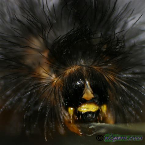 Salt Marsh Moth Caterpillar Estigmene Acrea Bugguide Net