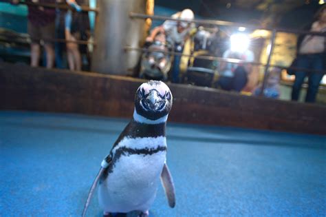 Aquarium Of The Pacific Hosting Daily March Of The Penguins In June