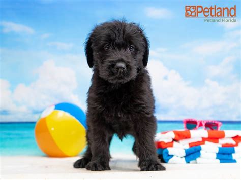 The widest, most trusted source of labradoodle puppies for sale near you.pick your desired gender,color & more at noblefurlabradoodles.com. Puppies For Sale - Petland Florida in 2020 | Labradoodle ...