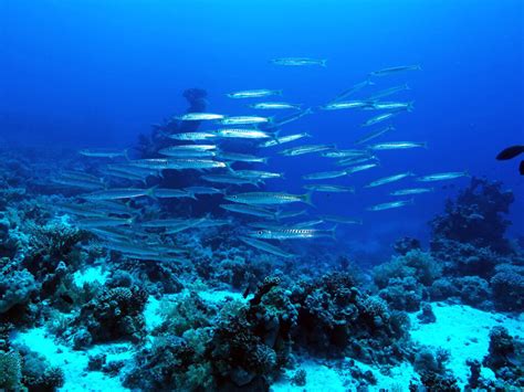 Das Rote Meer Zeigte Sich Von Seiner Besten Seite Blue Water Dive Resort