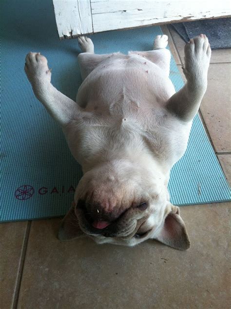 French Bulldog Yoga Puppy Corpse Pose Corpse Pose French Bulldog