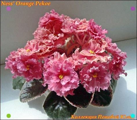 Ness Orange Pekoe Gorgeous Color And Large Flowers I Really Want One Tbb African Violets