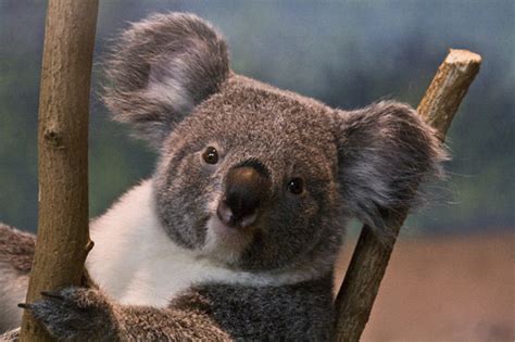 27 Cute And Cuddly Koala Photography Naldz Graphics