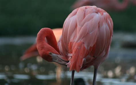 The African Flamingo Visit Africa