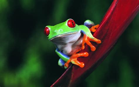 Animal Red Eyed Tree Frog Hd Wallpaper