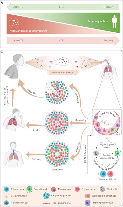 Frontiers Differential Diagnosis Of Latent Tuberculosis Infection And