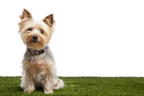 The Most Adorable Hypoallergenic Dog Breeds That Wont Leave Hair