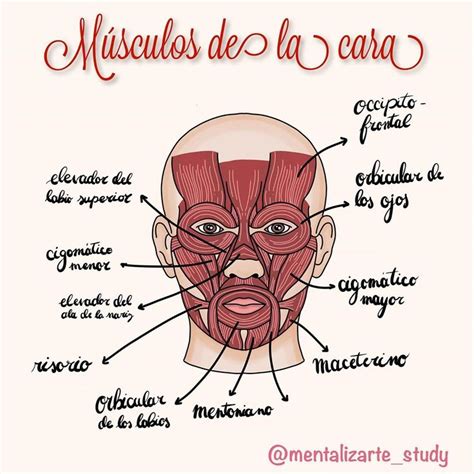 Hoy Les Dejo Dibujo De Los Músculos De La Cara Algunos Studio