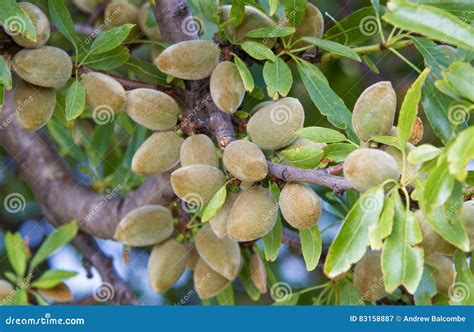 Almonds Ripening On The Tree Stock Image Image Of Green Indian 83158887