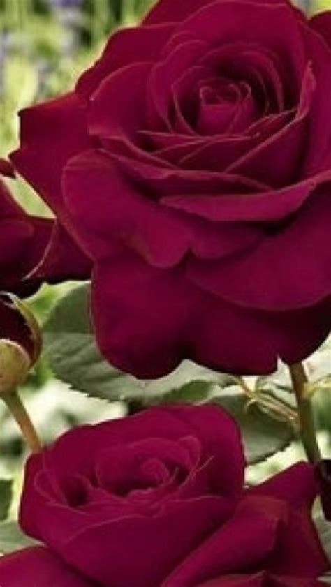 Burgundy Rose Flowers Pinterest Beauty Burgundy And Roses