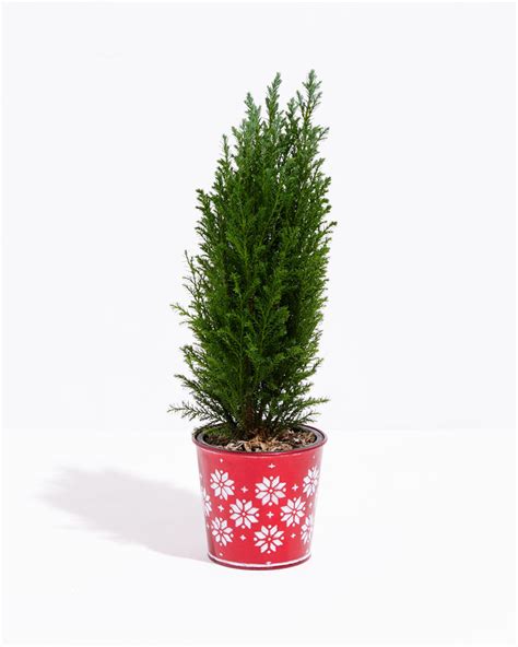 European Cypress Christmas Tree Lively Root