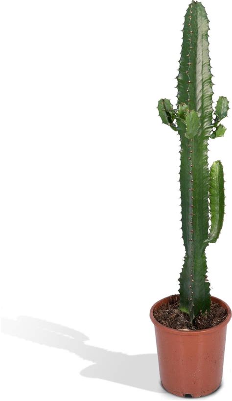 Euphorbia Acruensis Euphorbia Acrurensis Cactus 50cm