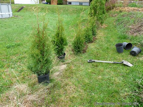 Planting A Cedar Hedge Steps To Planting Cedar Trees