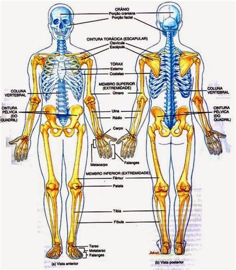 De 25 Bedste Idéer Inden For Esqueleto Humano Huesos På Pinterest El