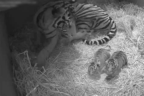London Zoo Keepers Capture The Moment Twin Sumatran Tiger Cubs Are Born