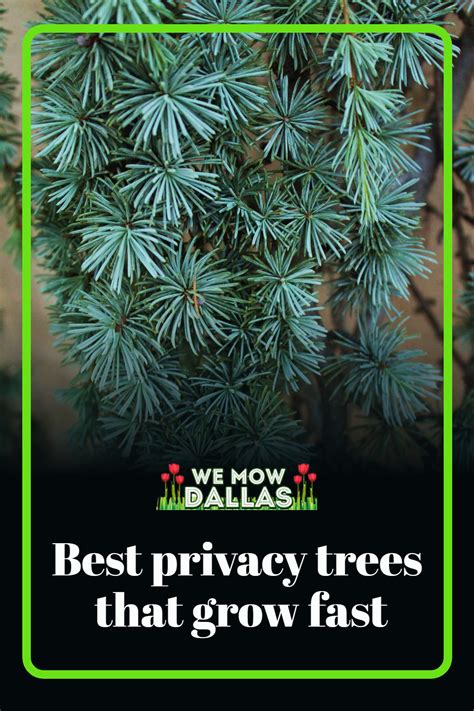 5 Best Privacy Trees That Grow Fast Privacy Trees Backyard Privacy