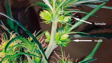 What Is Hermaphrodite Cannabis Fast Buds