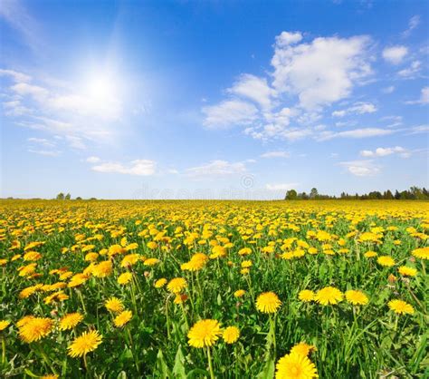 531 Yellow Flowers Hill Under Blue Sky Stock Photos Free And Royalty