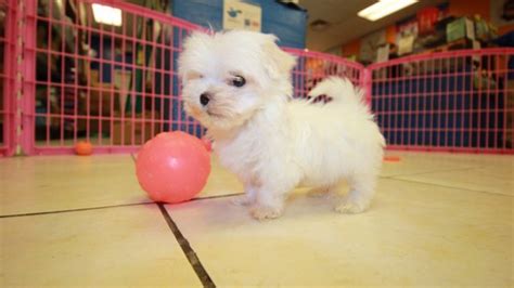 Adorable Teacup Maltese Puppies For Sale In Georgia At Puppies For