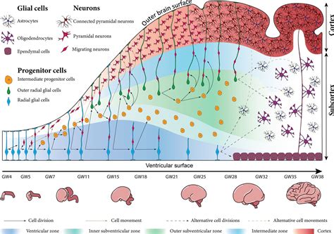 Figures And Data In Exploring The Role Of The Outer Subventricular Zone