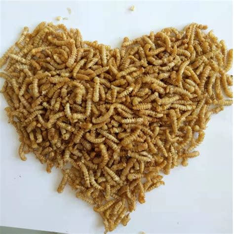 Dried Mealworm Pupa For Private Label Health Productschina Price
