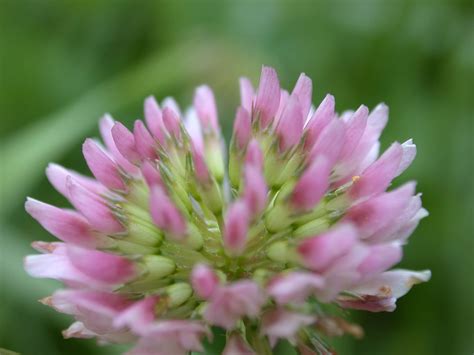 Pink White Clover