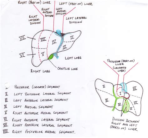 Liver Segments Diagram