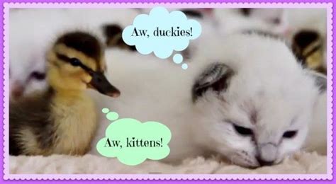Kittens Playing With Baby Ducks Video Babble Aminals Kittens