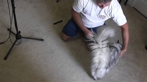 Once cat fur has truly matted there is little one can do except start over. How to Remove Cat Fur Mats - YouTube