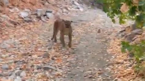 Cougar Stalks Charges Hiker In Slate Canyon In Utah County