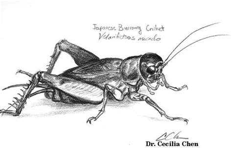 Insect Sketches Cricket Sketches Of People Bug Art Animal Sketches