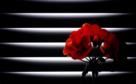 Selective Focus Photography Of Red Petaled Flowers Hd Wallpaper