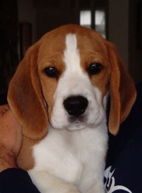 Check spelling or type a new query. New baby #pocketbeagle | Beagle dog, Beagle puppy, Cute beagles