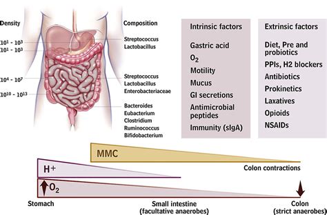 Intestinal Microbiota In Functional Bowel Disorders A Rome Foundation