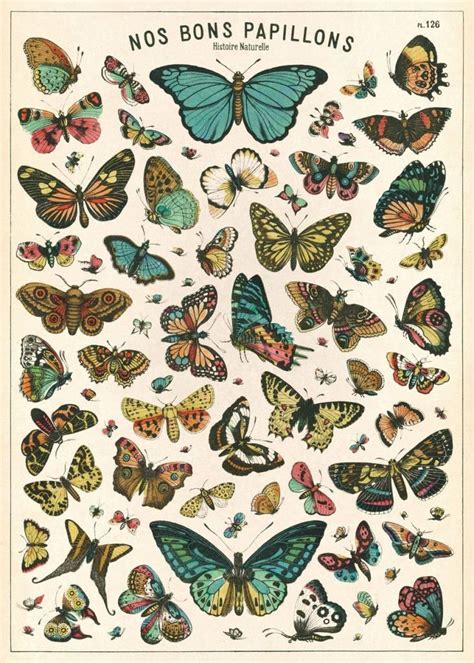 Vintage Poster Natural History Butterflies 50x70cm Animaux Spéciaux