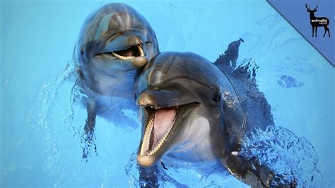 Why Dolphins Are The Most Intelligent Ocean Creature