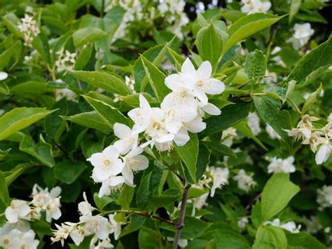 Fragrant Tree With Small White Flowers