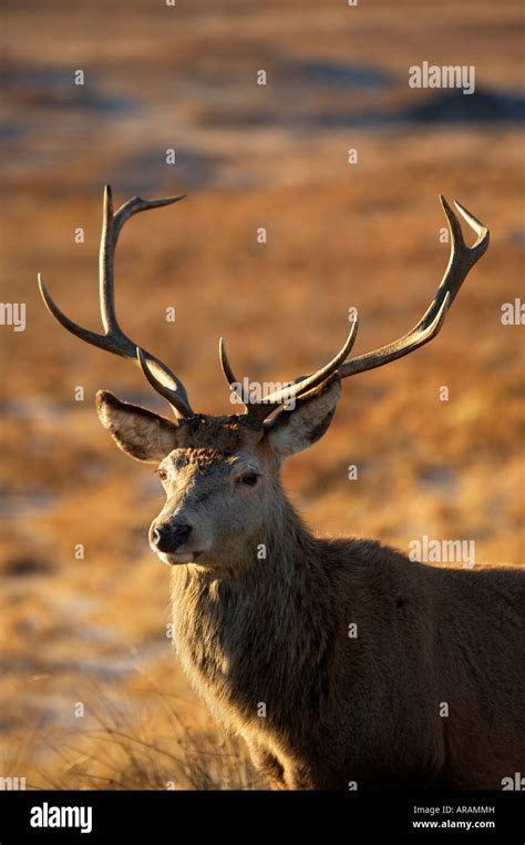 Wild Red Deer Stag In The Scottish Highlands Stock Photo Alamy