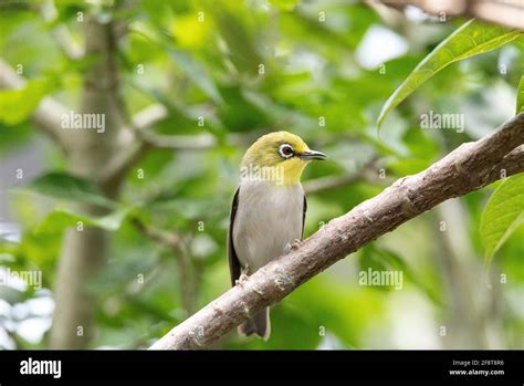Yellow Bird Known As Japanese White Eyes Zosterops Japonicus Has White