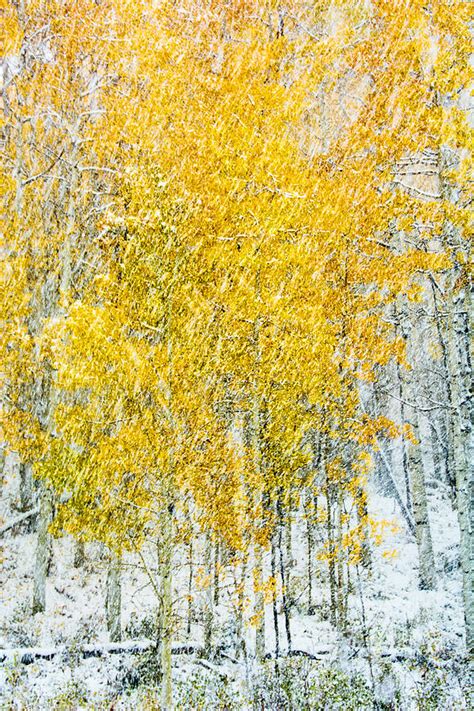 Autumn Snow Photograph By David Pyle