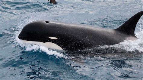 Scientists Discover Different Kind Of Killer Whale Off Chile